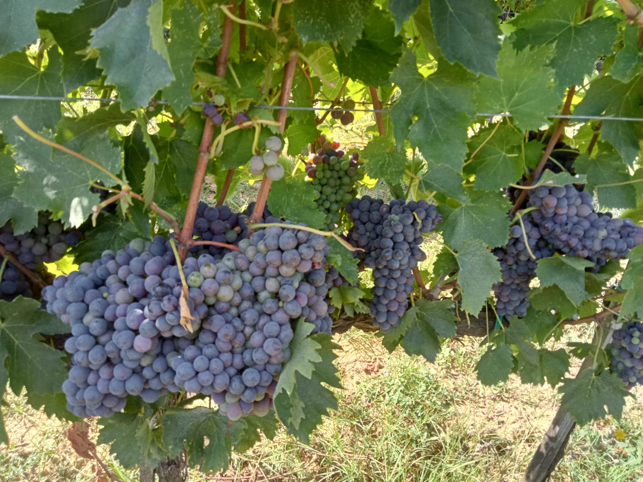 Unicostay | Tour in Vigna
